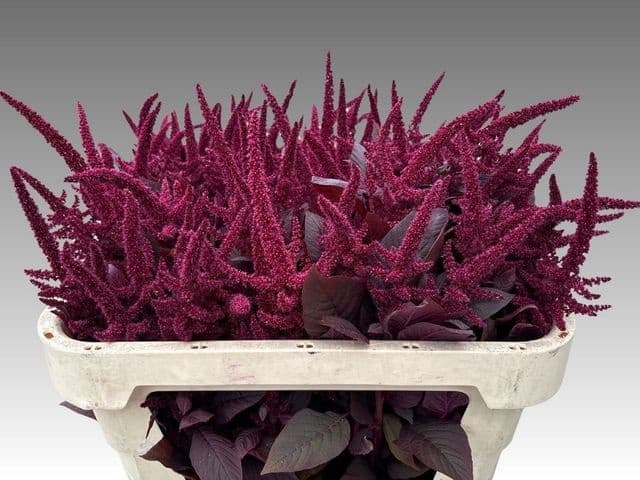 Flowerex — fiori recisi