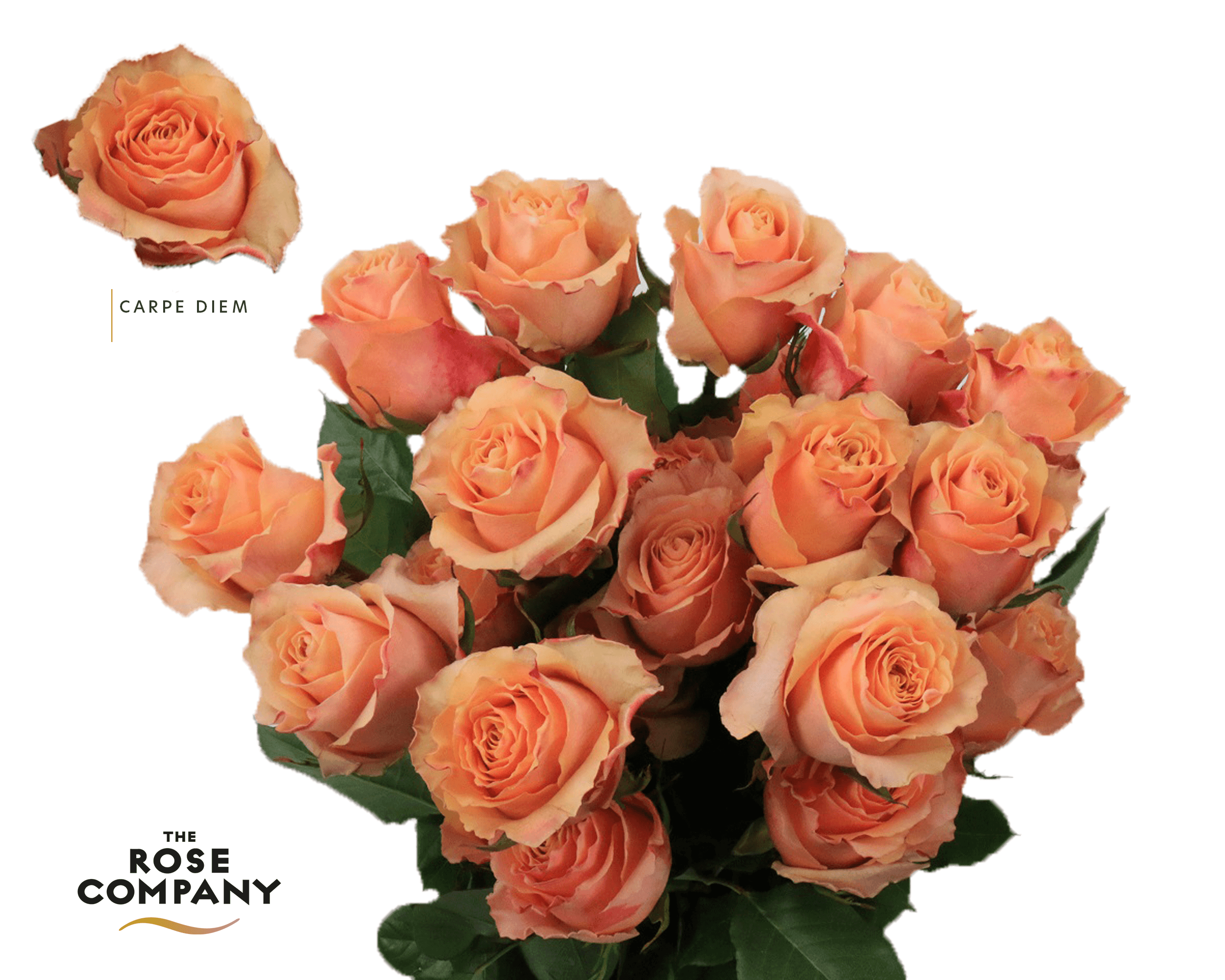 Flowerex — fiori recisi