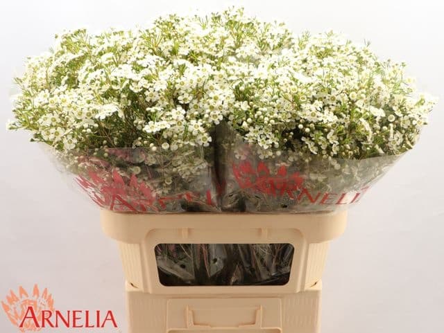 Flowerex — fiori recisi