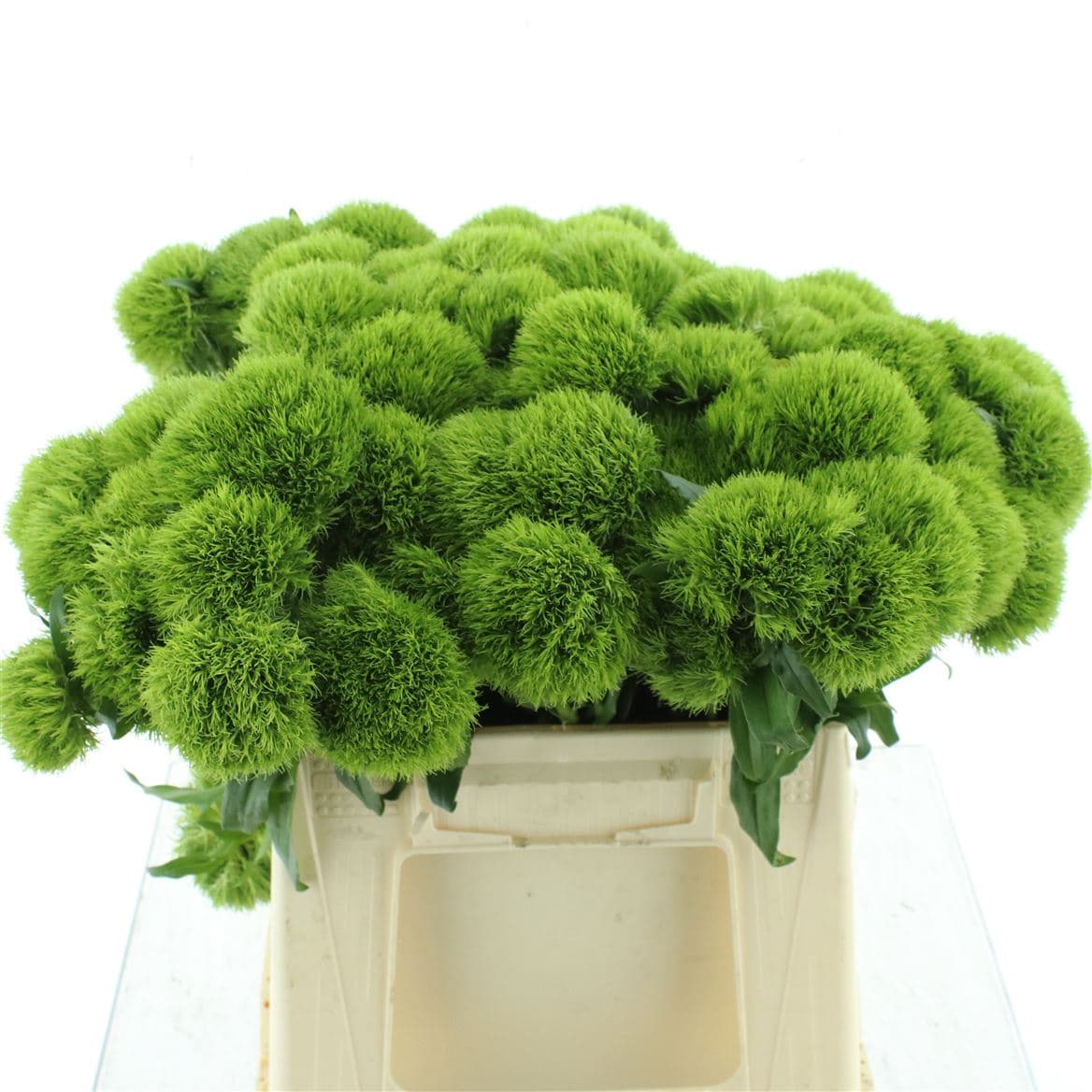 Flowerex — fiori recisi