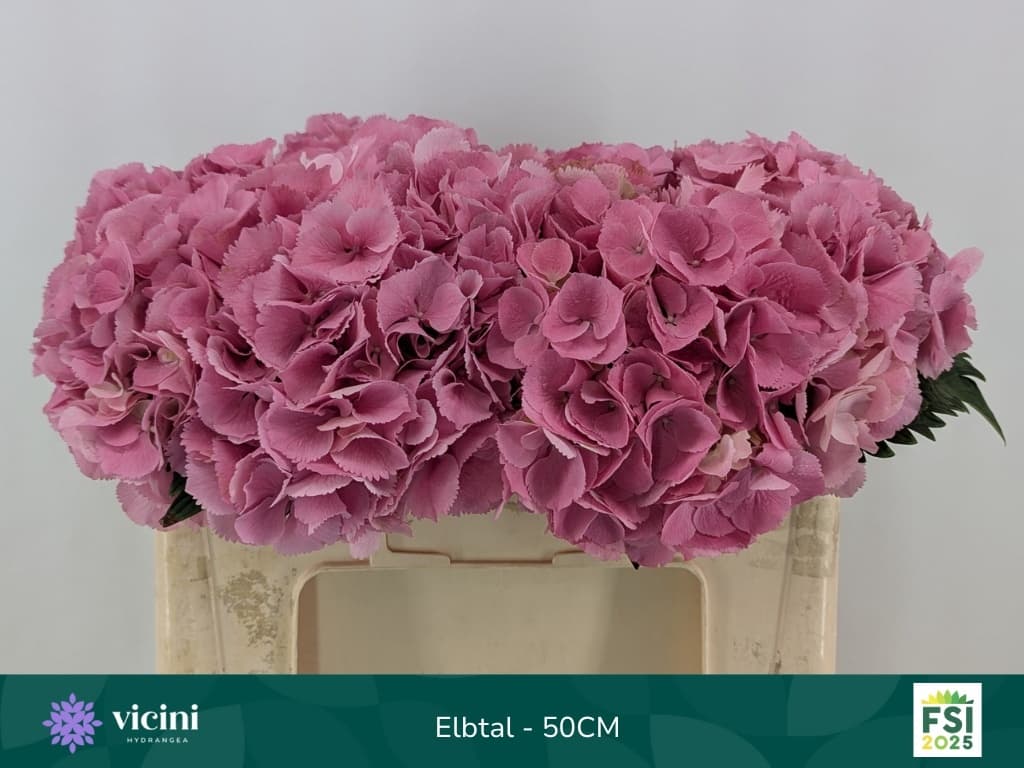 Flowerex — fiori recisi