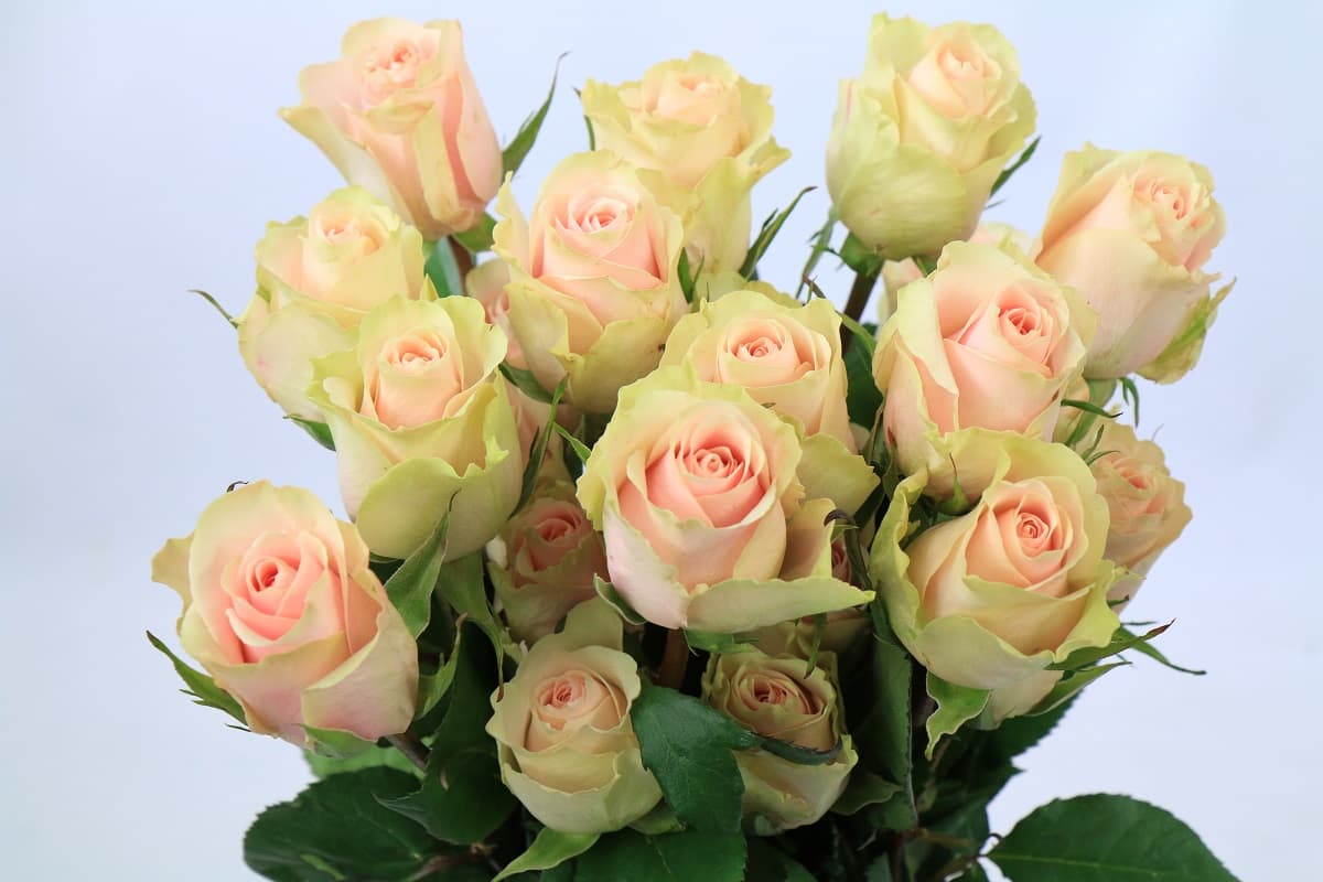 Flowerex — fiori recisi